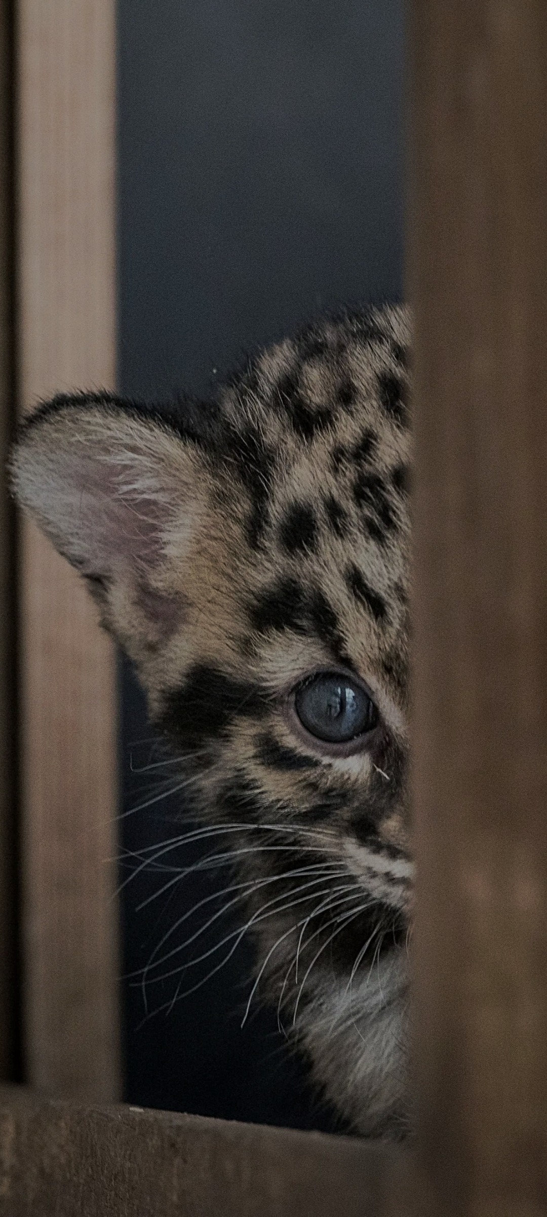 Louison - Arbaz - Valais | Gay